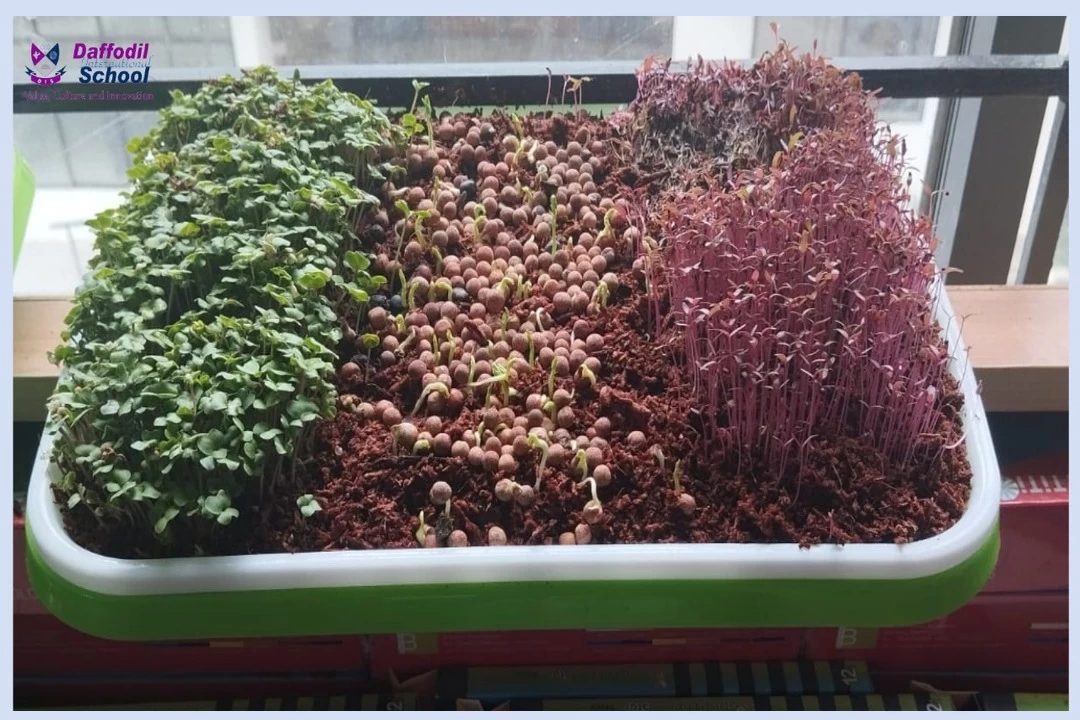 Green Classrooms : Microgreens Initiative